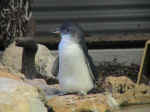 penguins04.jpg (56347 bytes)