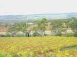vineyard-01.jpg (68380 bytes)