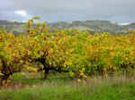 vineyard-02.jpg (97417 bytes)