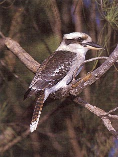 Photograph of a laughing kookaburra