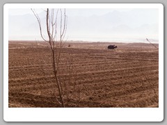 Yak working in the field