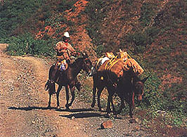 Local miner on the road to Batopilas
