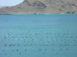 pearl farm02.jpg (58642 bytes)
