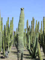 cactus01.jpg (80439 bytes)