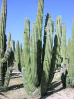 cactus03.jpg (83709 bytes)