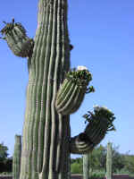 cactus05.jpg (68271 bytes)