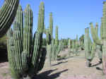 cactus07.jpg (78868 bytes)