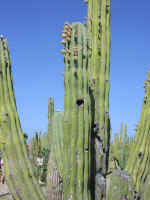 cactus08.jpg (67645 bytes)