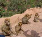 apes01.jpg (115909 bytes)