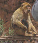 apes11.jpg (41451 bytes)