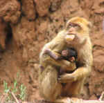 apes12.jpg (59740 bytes)