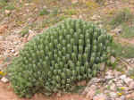 cactus01.jpg (129189 bytes)