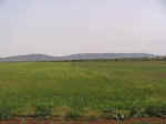 fields01.jpg (43811 bytes)