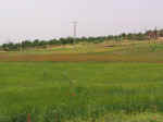 fields03.jpg (53800 bytes)